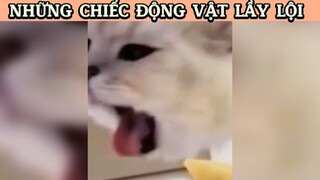 Cười mệt với mấy boss