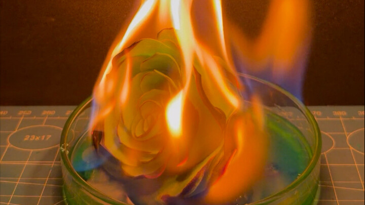 Chỉ khi mất đi mới biết trân trọng, cuối cùng bừng nở một lần.