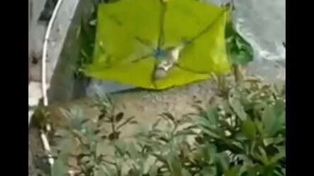 Envious! Upstream releases water, and river fish swim upstream—citizens hold umbrellas wide open, “w