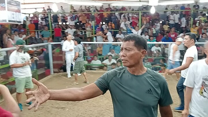 JROOSTER BL LEMON x SWEATER 2wins first fight