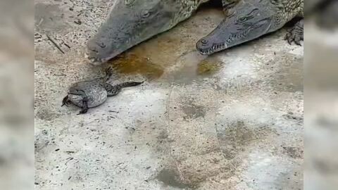 kodok dimakan buaya
