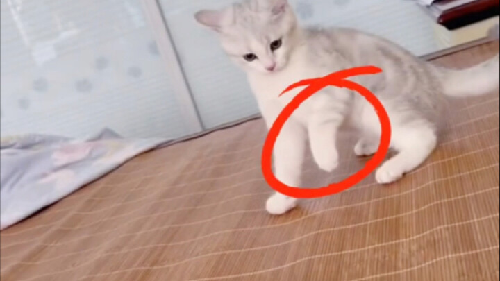 ลูกแมวชอบกระโจนกัดมือเจ้าของเหรอ?