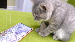 “ใครกันที่น่าเกลียดที่นี่” Kitten Street ดูวิดีโอเกี่ยวกับทารก