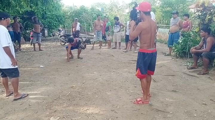 manok ni shemer