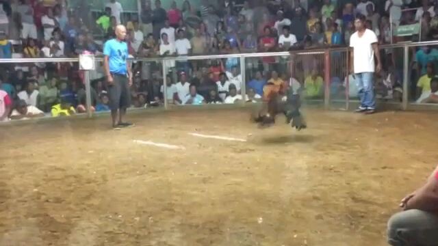 3 cocks derby @ pawikan gallera.2nd fight win.kelso sweater.