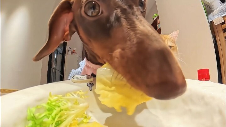 Anjing kecil senapan mesin~