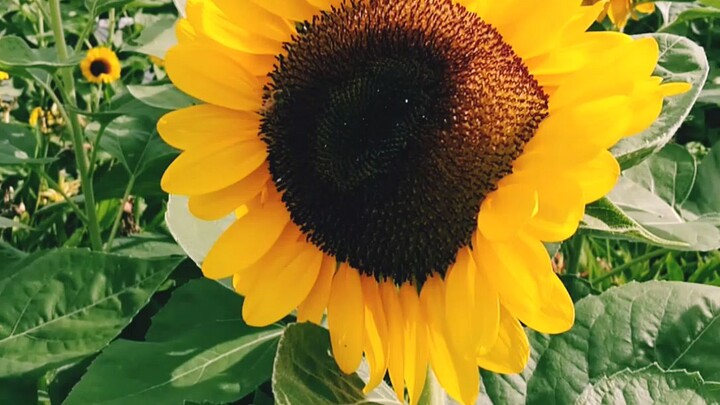 Dancing Bee in Sunflower Bloom in University Avenue, UP Diliman 2021