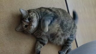 Seekor kucing kurus memamerkan sosok rampingnya
