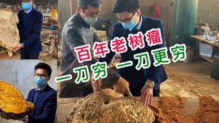 罕见百年老树瘤，切开马上不值钱，原因竟然是这个