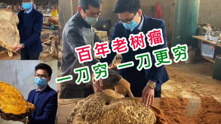 罕见百年老树瘤，切开马上不值钱，原因竟然是这个