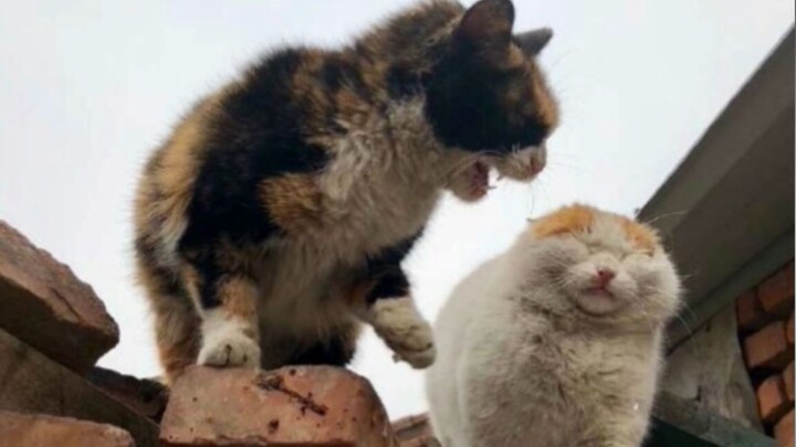 [Animals]The lovely moment of 2 cats
