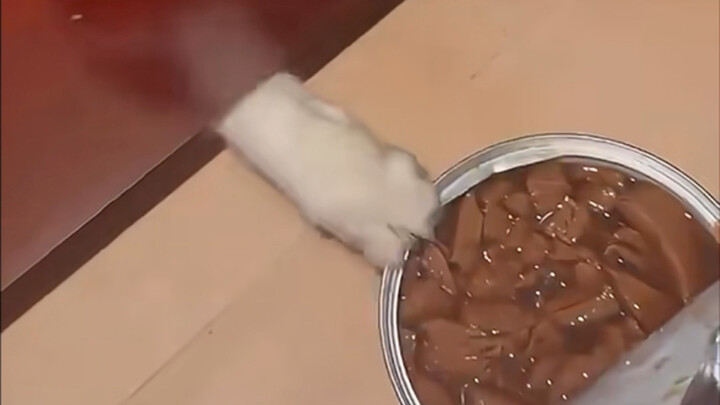 Cat: Mess with my eating again and you’ll be sorry!