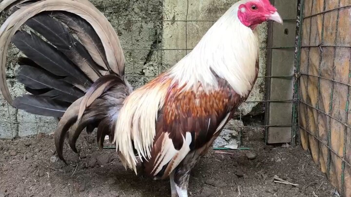 1x winner white gold