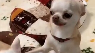 Urgent doll and not anxious doll