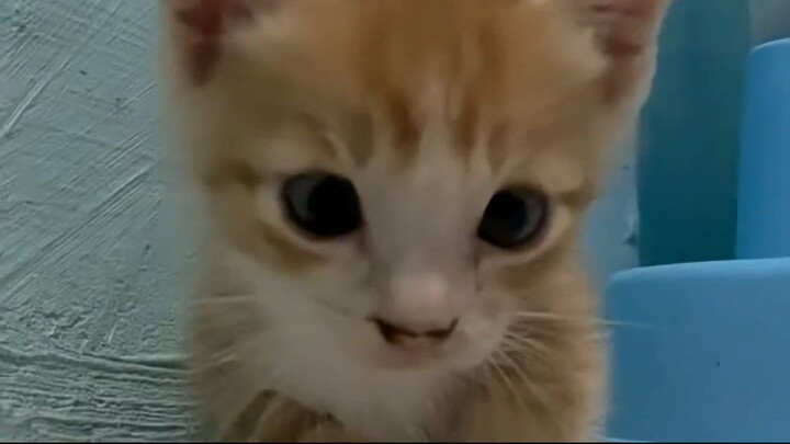 satu aja udah bikin pusing, ini punya 2 😩🫨 #cat #kitten #randomcat #cutecat
