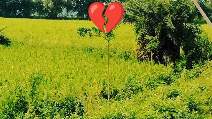 IS DUNIYA MAY APNA KOI NAI HOYA....! 💔💔💔