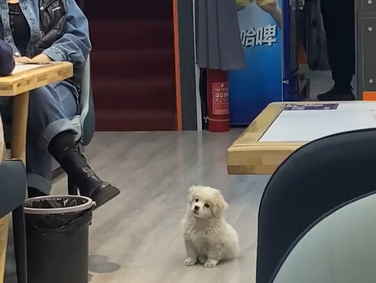 Anak anjing