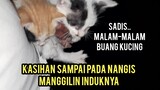 Astagfirullah Anak Kucing Kakak Beradik Di Buang Menangis Terus Memanggil Induknya Karena Lapar..!