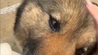 It's an old dog in its teens, yet it still acts like a little baby!