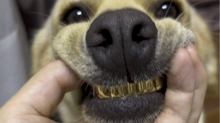 Anjing: Anda tahu cara kehilangan gigi