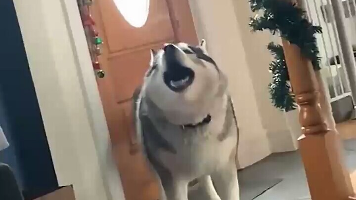 这闹钟上头，主人太有才了