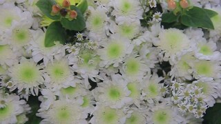 In Loving Memory Of MARCELINO CARAJAY