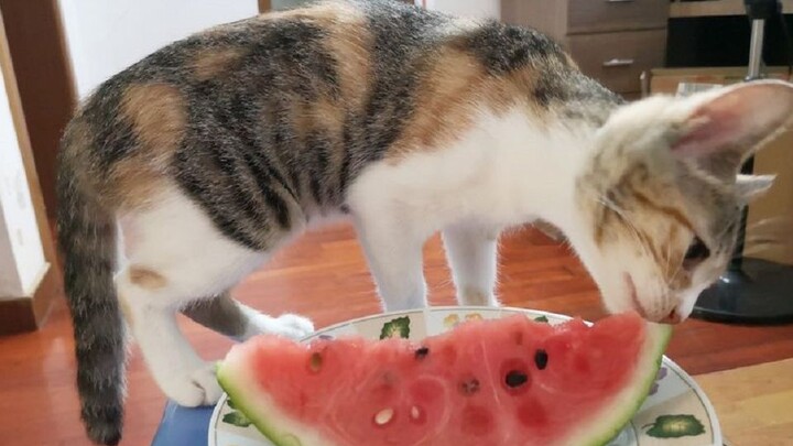 เมื่อเจ้าเหมียวได้ชิมเนื้อแตงโมเป็นครั้งแรก ลูกกะตาแทบจะสั่นระทึกไปหมด รสชาตินี้ช่างเหลือจะบรรยายจริ