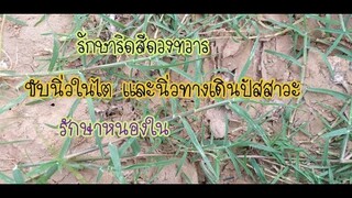 สรรพคุณหญ้าแพรก สมุนไพรขับนิ่วในไต แก้ริดสีดวงทวารฯ /โดยฮอยไทยอีสาน