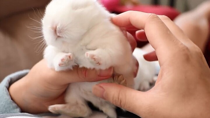 Thỏ trắng nhỏ, trắng tinh tinh, hai chân trước dựng lên.