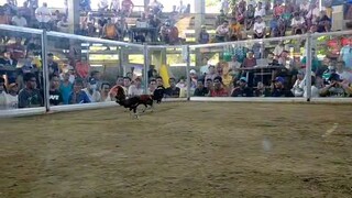 1 hits ulutan gold lines kanan tari.na last card.pa..laki ng nakalaban parehas kanan..socony pangasi