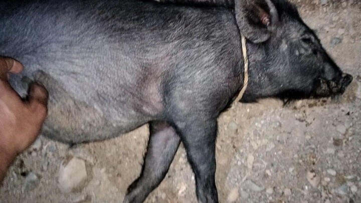 sarap mong i lechon ahh