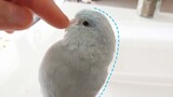 [Hewan]Mengapa burung beo peliharaan tidak dekat dengan manusia