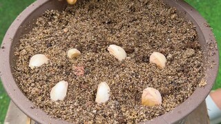 أسرار زراعة الكزبرة والزنجبيل والثوم للحصول على إنبات سريع