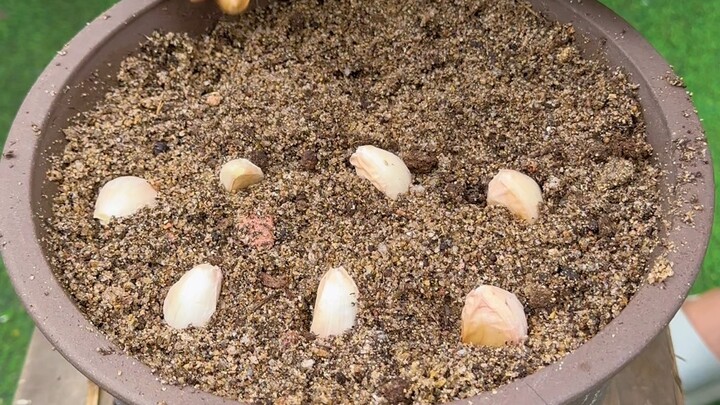 The Secret to Fast Germination When Planting Cilantro, Ginger, and Garlic