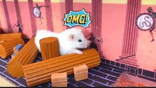 ภารกิจของหนูแฮมสเตอร์ EP 348