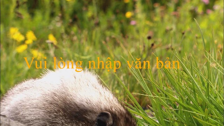 sinh vật hoang dã