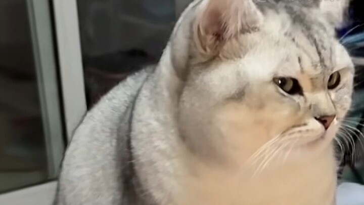 Ánh nhìn từ chú mèo