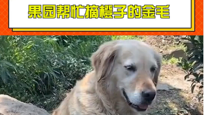 Anjing golden retriever yang membantu memetik jeruk di kebun, si anjing kecil berbulu imut sekali (c