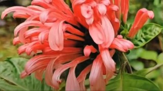 感情這件事，誰也勉强不了，得不到的情，誰也改變不了，愛上一個不愛你的人，只會以悲劇收場。