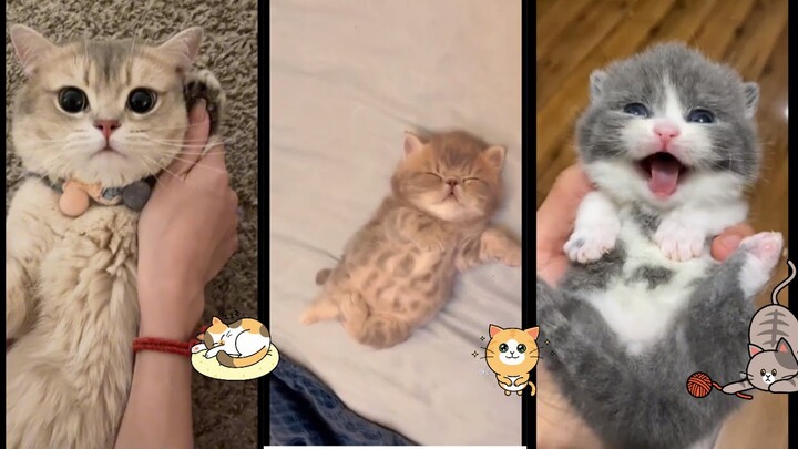 Kucing lucu kesukaan alinka