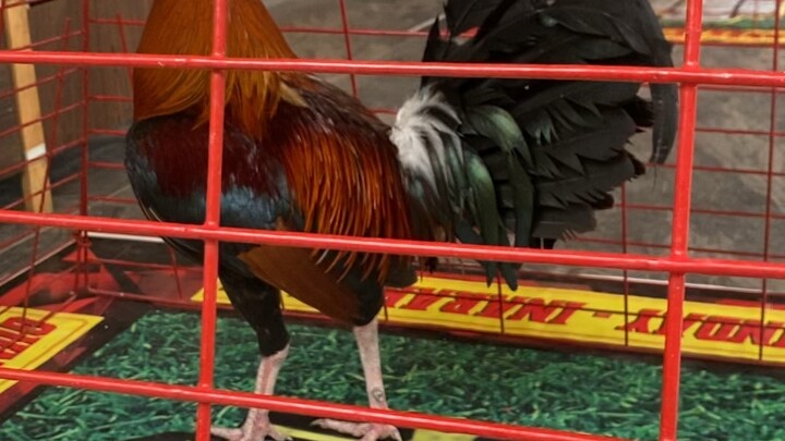 Quality Check🐓