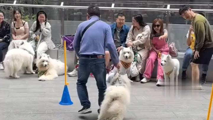 哦～真棒！狗子真厉害