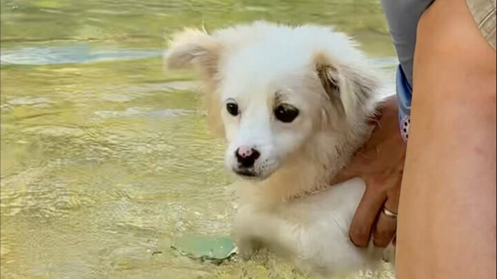 Little Sheep's Failed Swimming Lesson in the First Class