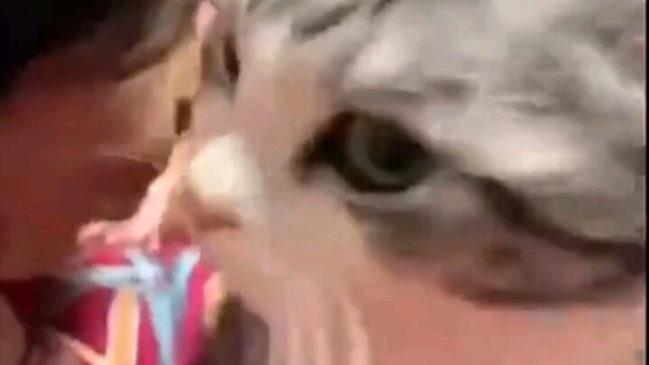 Saat kucing mengetahui harganya sendiri, “Kamu melahirkan apa sih?”