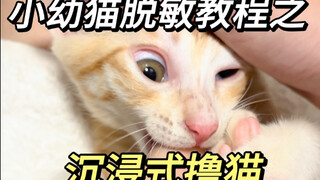 الاستمتاع بتدليل قطة صغيرة بشكل غامر～