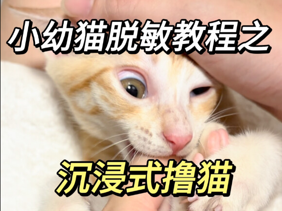 الاستمتاع بتدليل قطة صغيرة بشكل غامر～