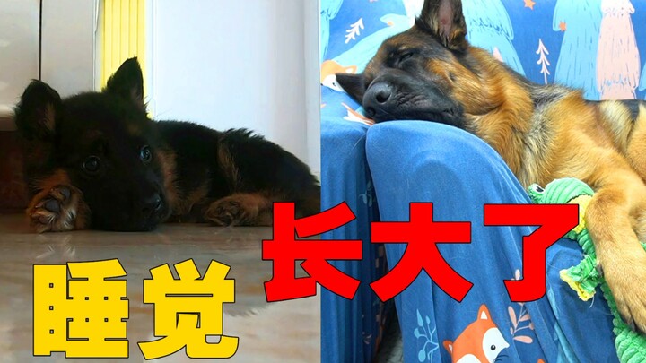 German Shepherd: Just sleep it off when something happens—nothing’s that big of a deal.