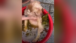 xỉu up xỉu dow🤣🤣🤣🤣haha ha thitcho hài hai darkmemes xuhuongtiktok dark xuhuong xuhướng foryou memes cuoi cuoibebung vuinhon