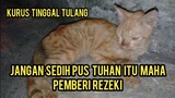 Astaghfirullah Kucing Ini Wajahnya Sedih Banget Menahan Lapar Di Emperan Ruko Pasar..!