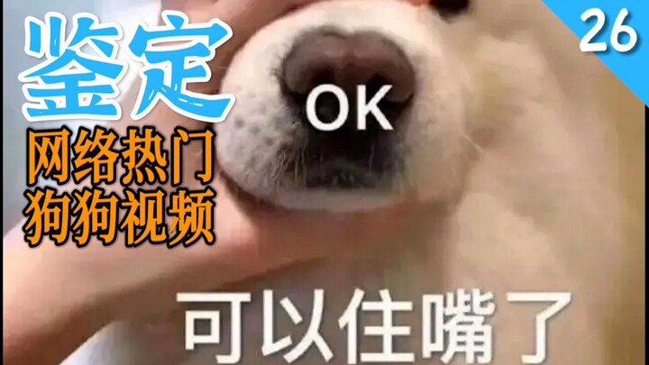 网络热门狗狗视频鉴定26
